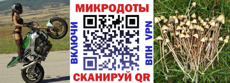 Купить закладки  Буйнакск  Галлюциногенные грибы прущие грибы 